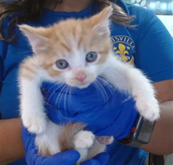 A baby small-sized male Domestic Short Hair cat named B. Mcgee for adoption in Louisville, KY