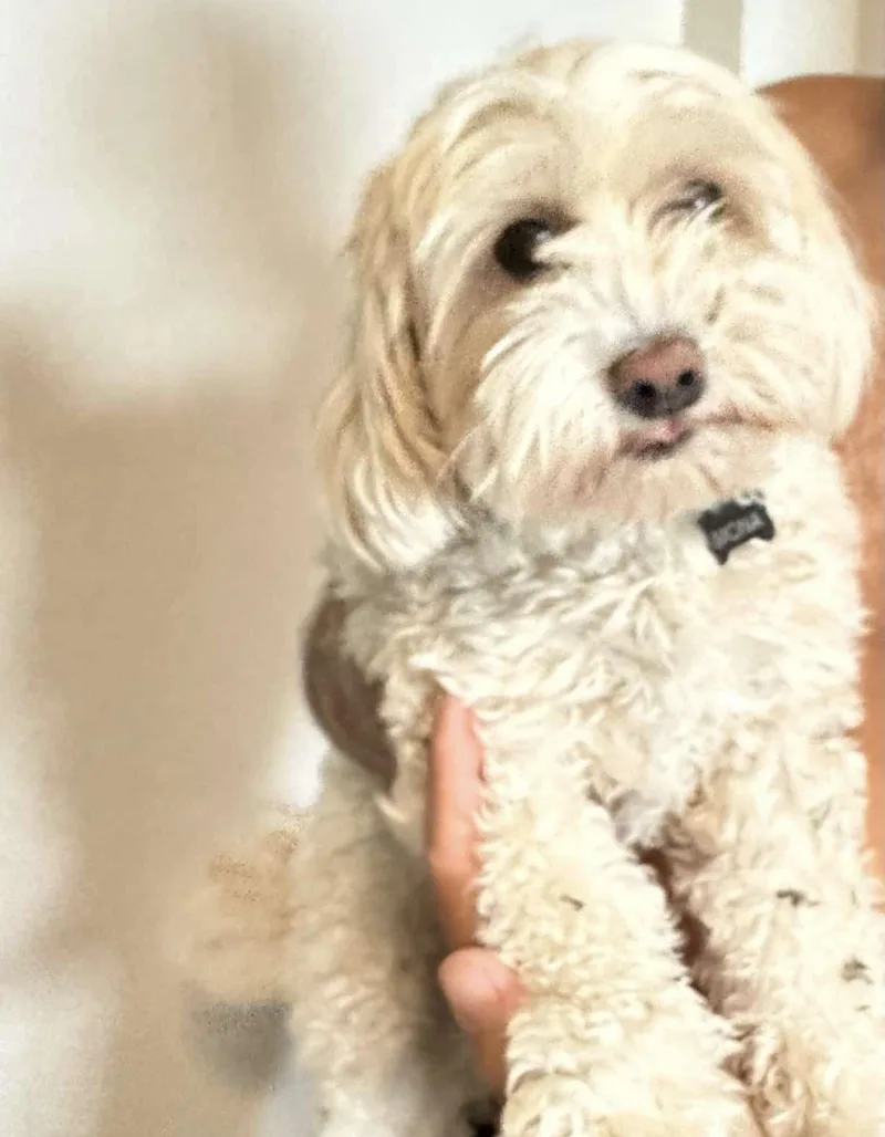 A young small-sized female Maltipoo dog named Moana for adoption in Ocala, FL