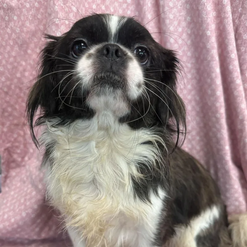 An adult small-sized male White / Cream Pekingese dog named Zeus for adoption in San Antonio, TX