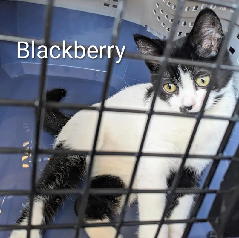 A young medium-sized female Black & White / Tuxedo Domestic Short Hair cat named Blueberry for adoption in Binghamton, NY