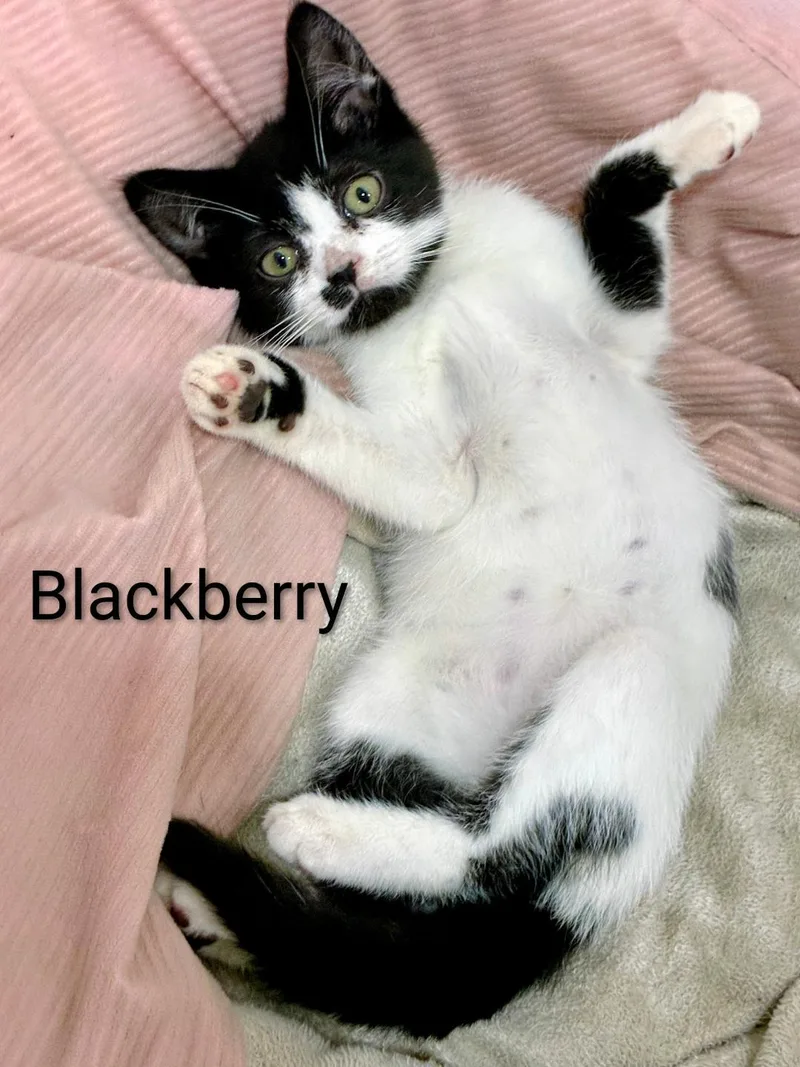 Blueberry thumbnail 2