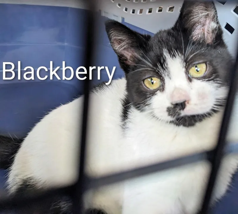 Blueberry thumbnail 3