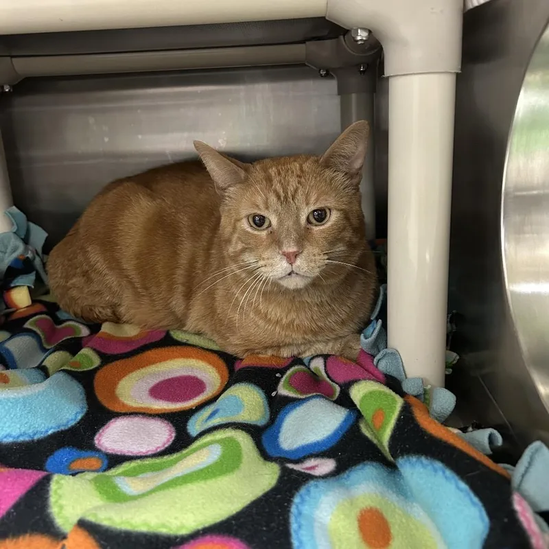 A senior large-sized male Orange / Red Domestic Short Hair cat named Garfield for adoption in Indianapolis, IN
