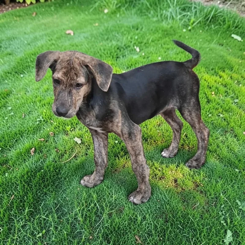 A baby small-sized female Catahoula Leopard Dog dog named Chem for adoption in San Diego, CA