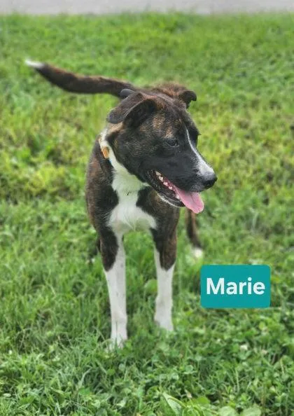 A young medium-sized female Plott Hound dog named Marie for adoption in Clinton, MO