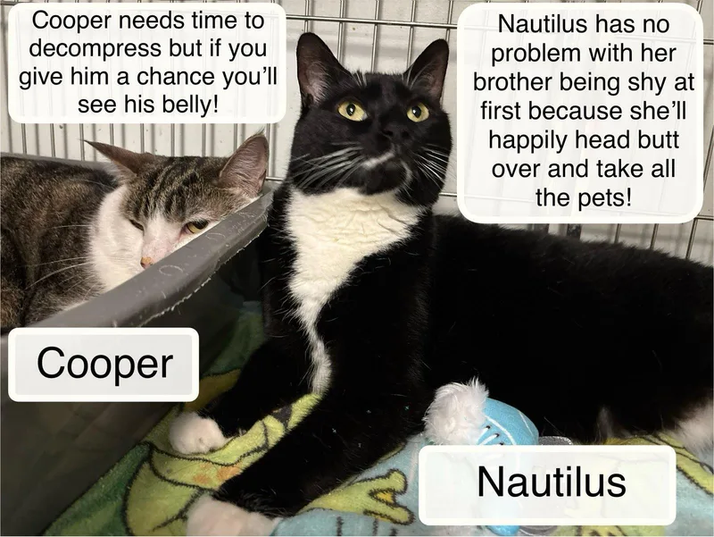An adult medium-sized female Black & White / Tuxedo Domestic Short Hair cat named Nautilus Bonded With Cooper for adoption in Ellicott City, MD