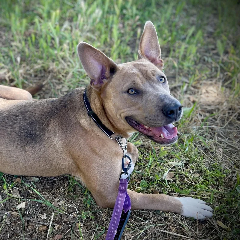 An adult medium-sized female Akita dog named Wanda for adoption in San Andreas, CA