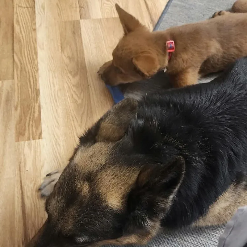 A baby medium-sized male Red / Chestnut / Orange German Shepherd Dog dog named Wyatt for adoption in Brainerd, MN