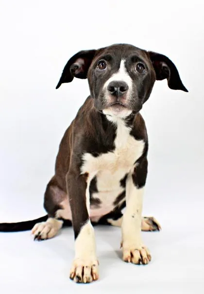A baby large-sized male Labrador Retriever dog named Mako for adoption in Morton Grove, IL
