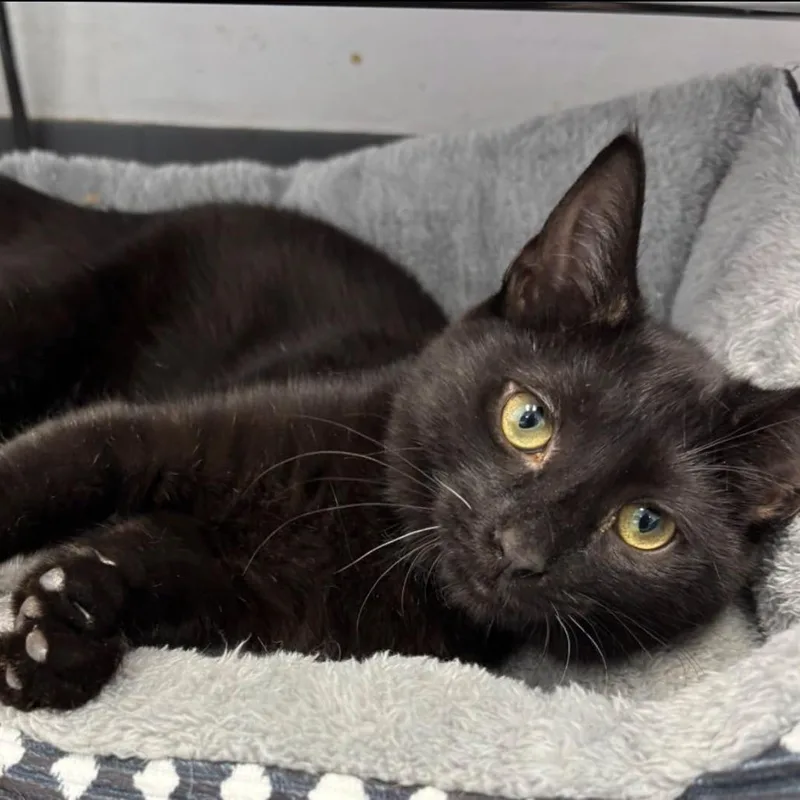 A baby medium-sized male Black Domestic Short Hair cat named Kumba for adoption in Hamburg, NY