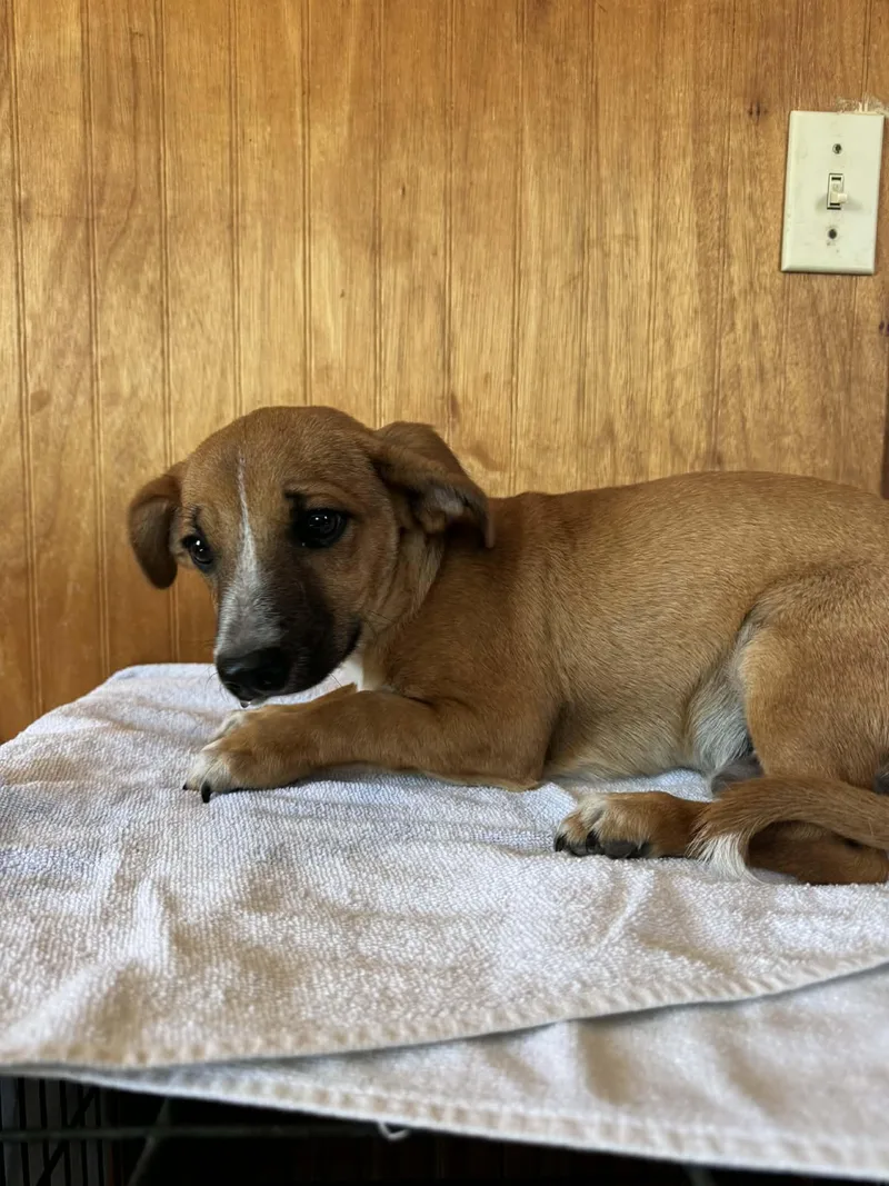 A baby small-sized male Dachshund dog named Bear for adoption in Media, PA