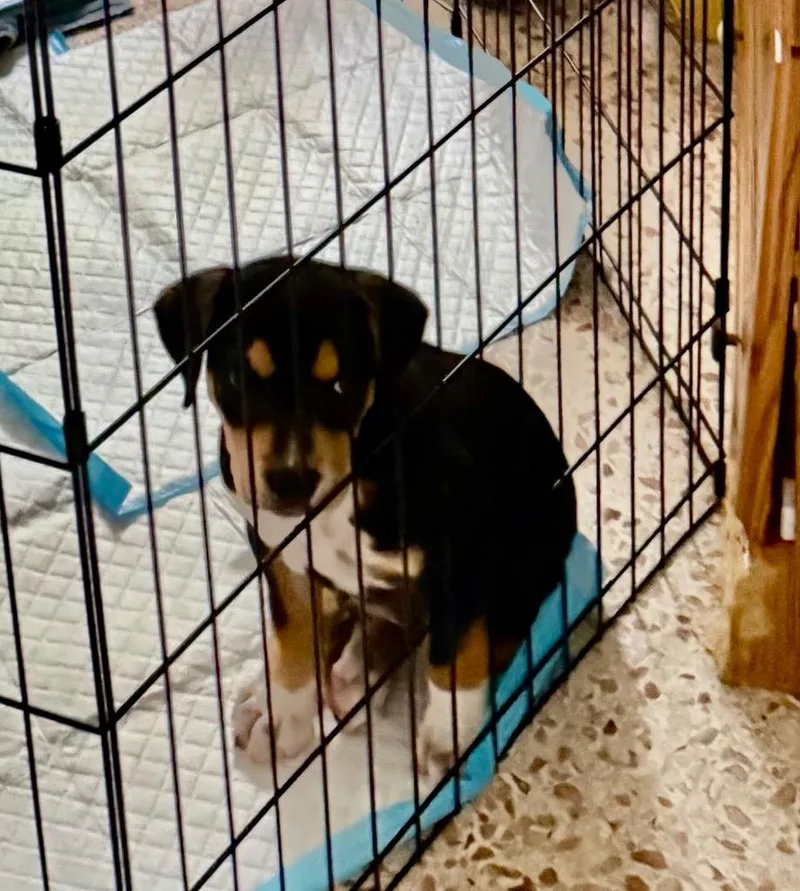 A baby small-sized male Hound dog named Hudson for adoption in Newnan, GA