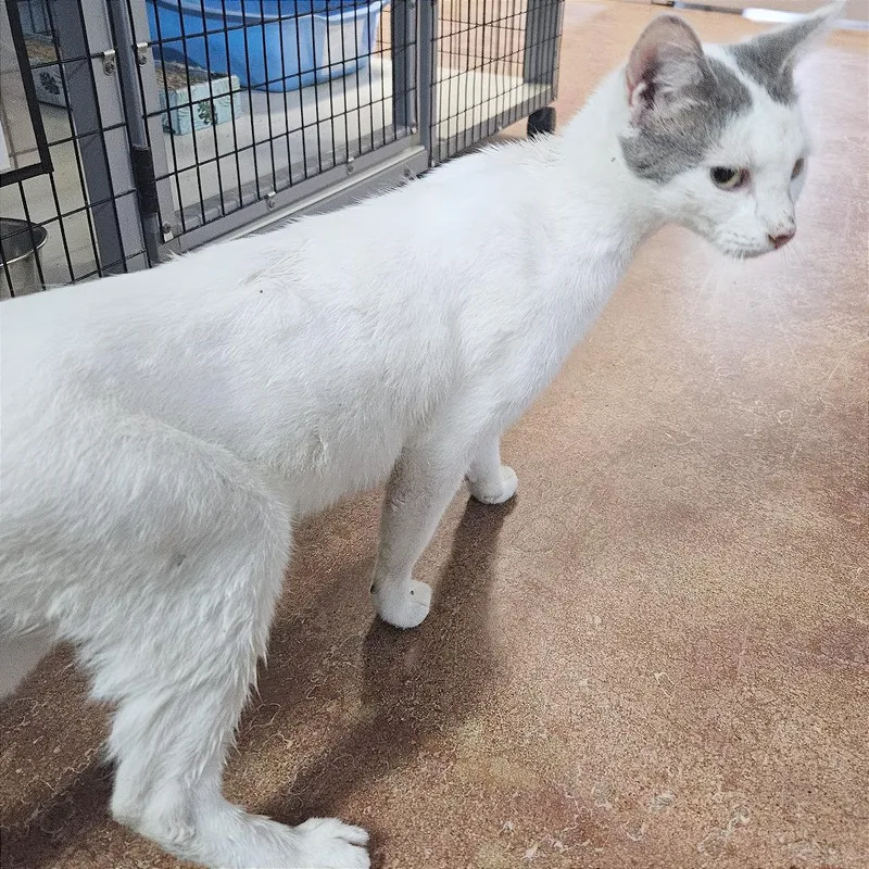 An adult medium-sized female White Domestic Short Hair cat named Mint Chocolate Chip for adoption in Clarksville, AR