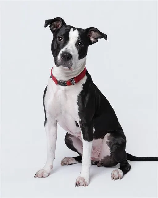 An adult medium-sized female Staffordshire Bull Terrier dog named Starlet for adoption in Dedham, MA
