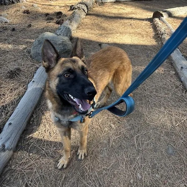 An adult large-sized male Bicolor Mixed Breed dog named Blitz for adoption in Truckee, CA