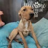 A young medium-sized female Redbone Coonhound dog named Sophia and Carolina for adoption in Commerce, TX
