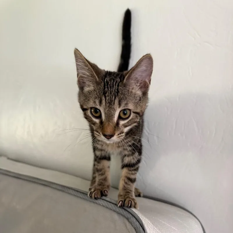 A young small-sized male Brown / Chocolate Domestic Short Hair cat named Cillian for adoption in Pittsburgh, PA