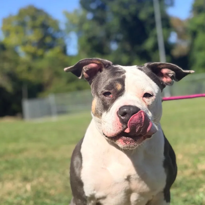 An adult medium-sized female Black Mixed Breed dog named Ellie for adoption in Huntington, WV