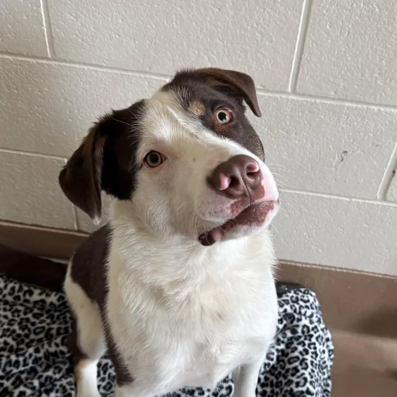 A young medium-sized male Brown / Chocolate Border Collie dog named Cinnamon Bun for adoption in Reno, NV