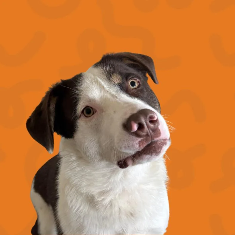 Cinnamon Bun thumbnail 2