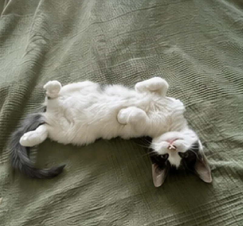 A baby small-sized female Domestic Short Hair cat named Rosie Posie for adoption in Dallas, TX