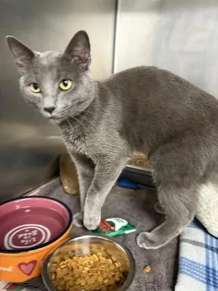 An adult small-sized male Domestic Short Hair cat named Chaz for adoption in Lowell, MA