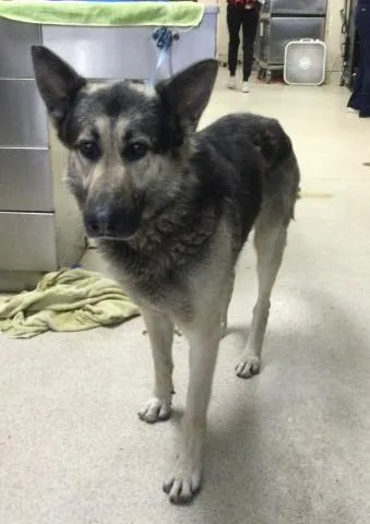 An adult large-sized male German Shepherd Dog dog named Biscuit for adoption in Riverside, CA