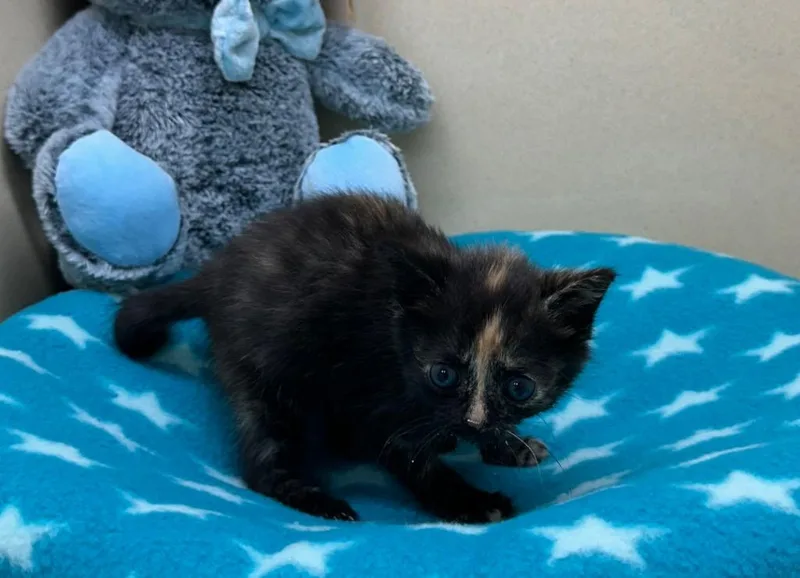 A baby small-sized female Domestic Short Hair cat named Happy Tail for adoption in Washington Court House, OH