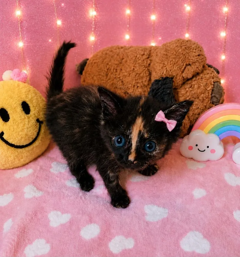 Happy Tail thumbnail 2