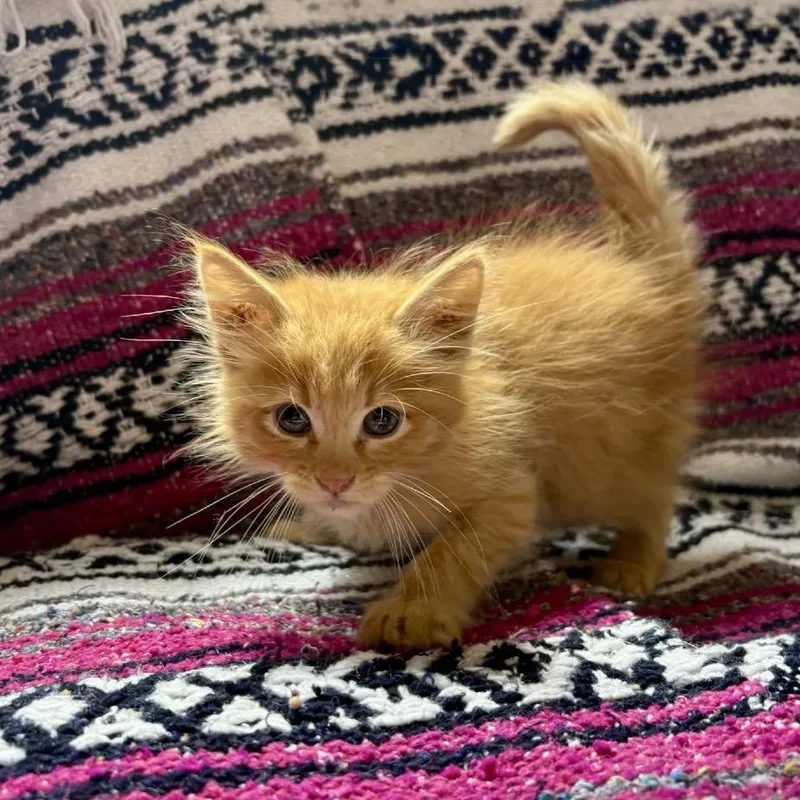 A baby small-sized male Orange / Red Domestic Short Hair cat named Smitty for adoption in Fort Collins, CO