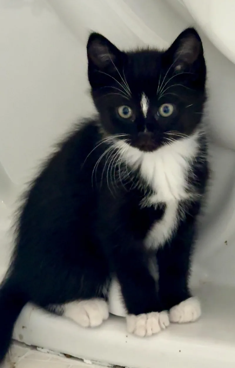 A young small-sized male Black & White / Tuxedo Domestic Short Hair cat named Tucker for adoption in Miller Beach, IN