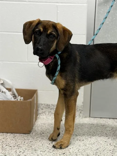 A young medium-sized female German Shepherd Dog dog named Fancy for adoption in Canfield, OH
