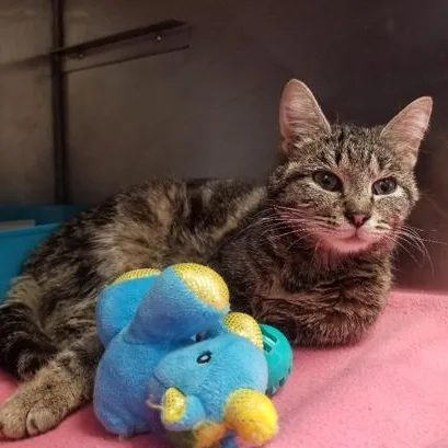 A young medium-sized female Tabby (Brown / Chocolate) Domestic Short Hair cat named Venus for adoption in Greensburg, PA