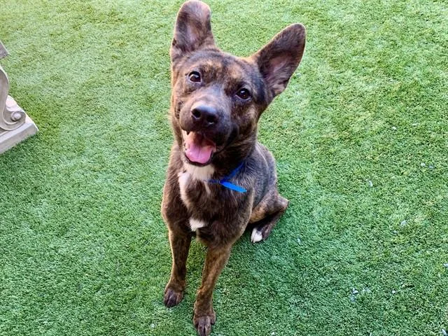 A young medium-sized male Brown / Chocolate Shepherd dog named Save Me Please! Tempo for adoption in San Marcos, CA