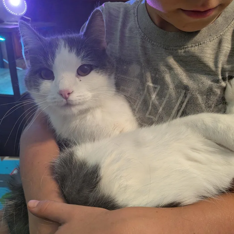 An adult small-sized male Gray / Blue / Silver Domestic Short Hair cat named Yoshi for adoption in Irwin, PA