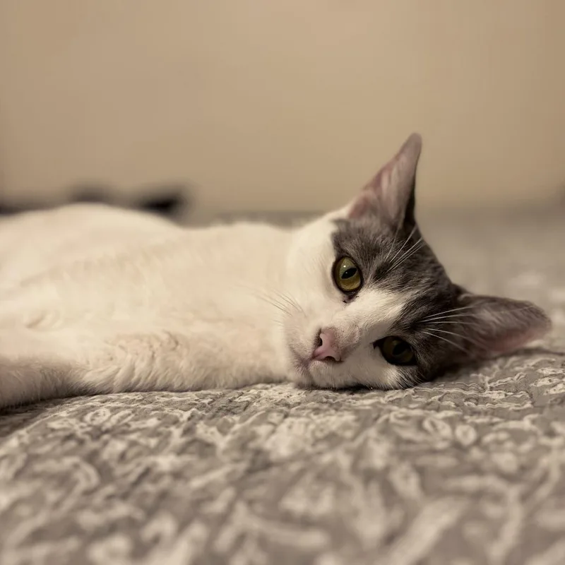 A young medium-sized female Gray / Blue / Silver Domestic Short Hair cat named Poshmina for adoption in Brownsboro, AL
