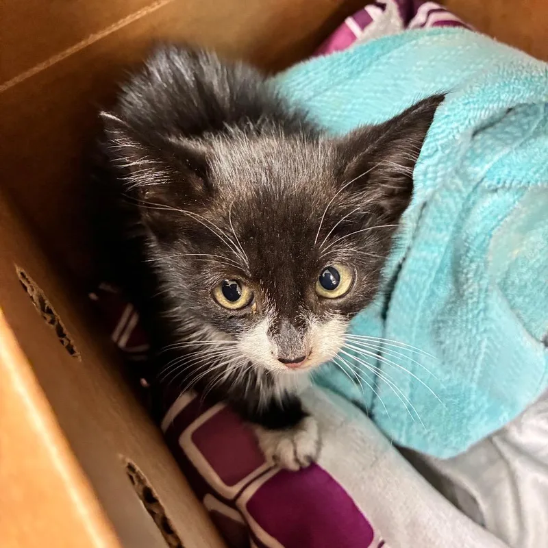 A baby small-sized male Black Domestic Short Hair cat named Charlie Chaplin for adoption in Columbus, GA