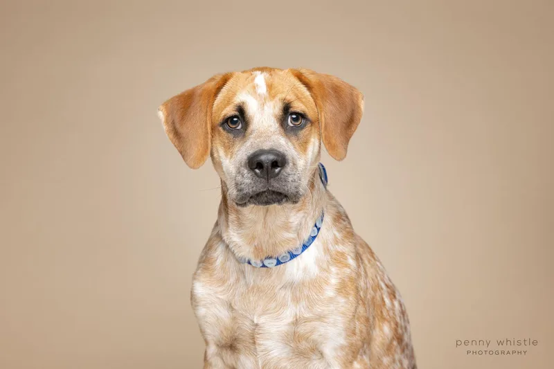A young medium-sized male Australian Cattle Dog / Blue Heeler dog named Tex for adoption in Coppell, TX