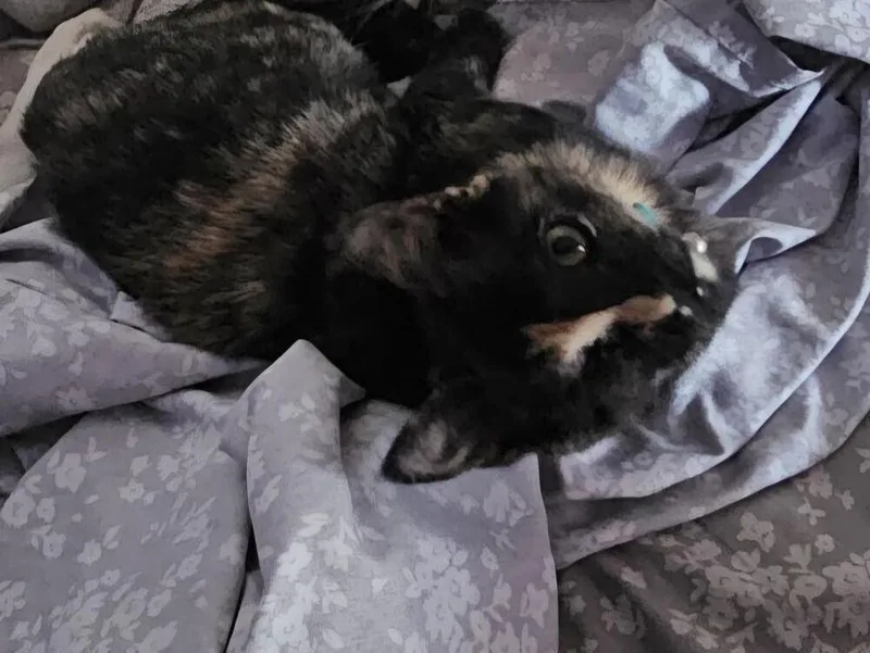 A baby small-sized female Domestic Short Hair cat named Suzu for adoption in Lancaster, CA