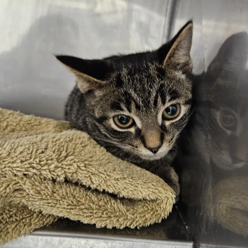 A baby medium-sized male Gray / Blue / Silver Domestic Short Hair cat named Eileen & Frederick for adoption in Medfield, MA