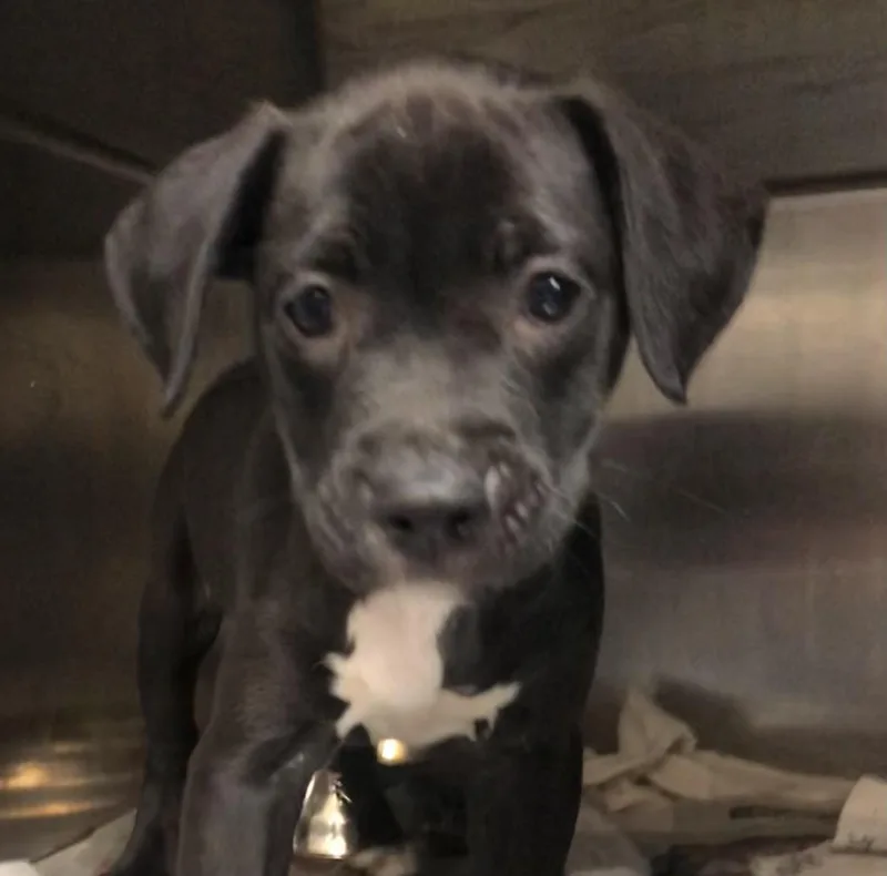 A baby medium-sized male Black Labrador Retriever dog named William for adoption in Parma, OH