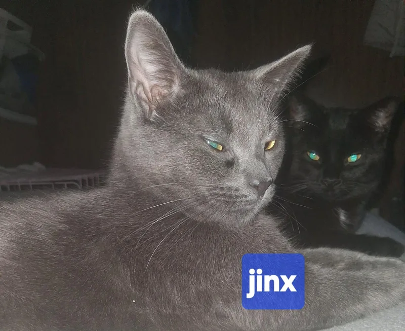 Jinx thumbnail 3