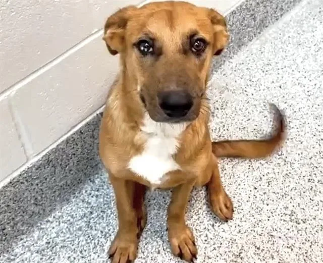 A young small-sized male German Shepherd Dog dog named Dorian for adoption in Houston, TX