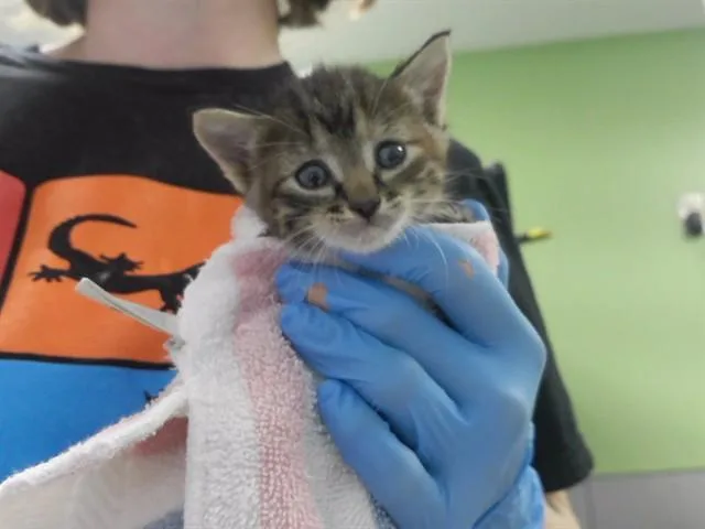 A baby small-sized female Domestic Short Hair cat named Lilabet for adoption in Omaha, NE