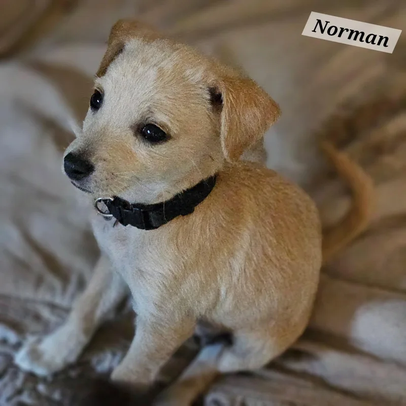 A baby small-sized male White / Cream Chihuahua dog named Norman for adoption in Lafayette, CA