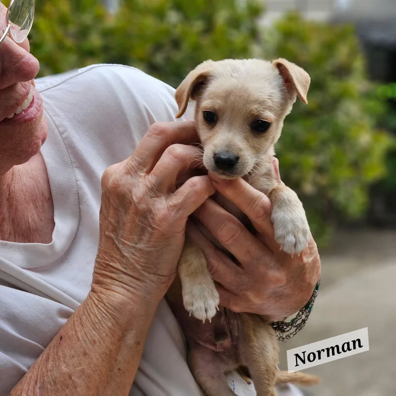 Norman thumbnail 2