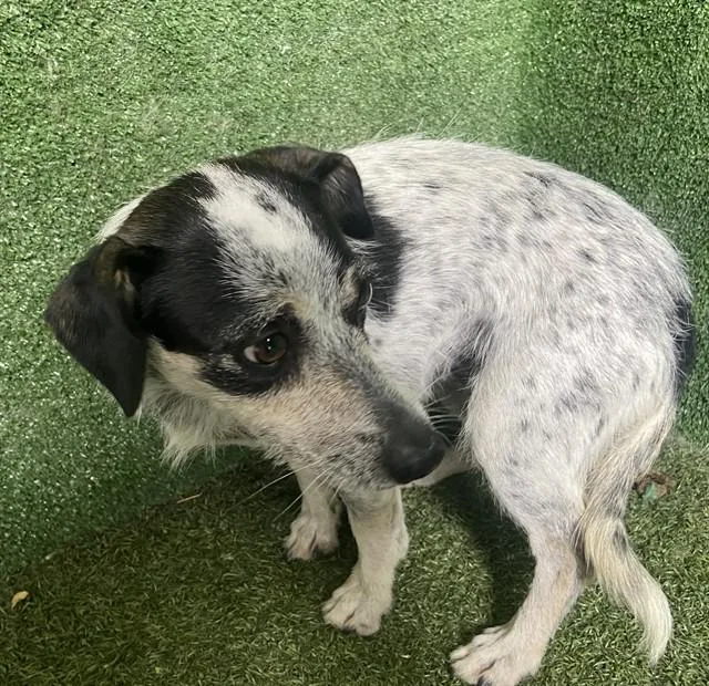 A young small-sized female Australian Cattle Dog / Blue Heeler dog named Unity for adoption in Lancaster, CA