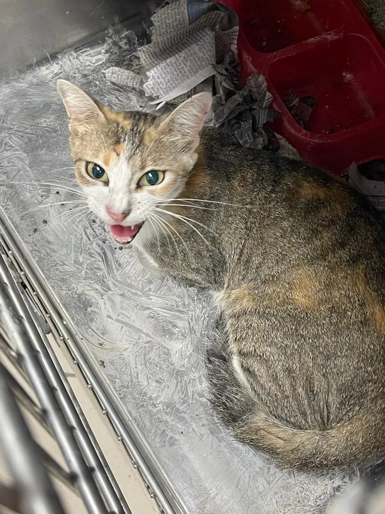 A young medium-sized female Calico cat named C.a.t. for adoption in Belton, TX