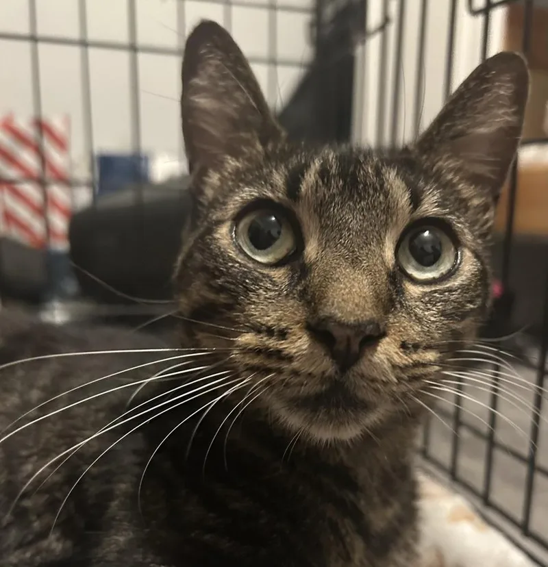 An adult large-sized female Domestic Short Hair cat named Sphynx for adoption in Saint Augustine, FL