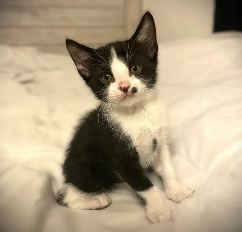 A baby small-sized male Domestic Short Hair cat named Rumor for adoption in Mankato, MN